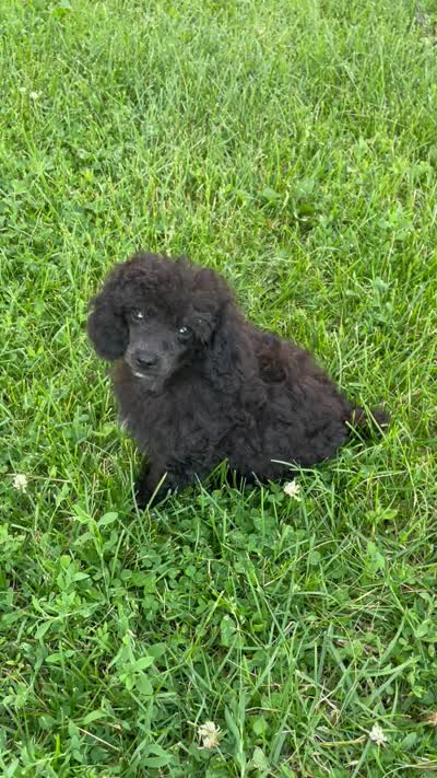 Rudy Poo, a male Poodle - Toy  for sale in Mendota, IL – 2 of 5
