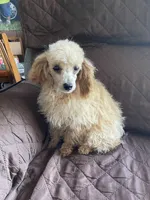 AKC Leo, a male Poodle - Toy  for sale in Mendota, IL – 5 of 5