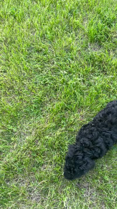 Bentley, a male Poodle - Toy  for sale in Mendota, IL – 4 of 4