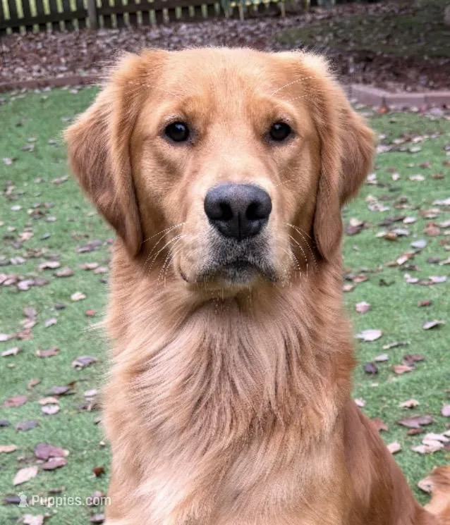 Pawly – Golden Retriever puppy for sale in Mendota, IL