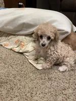 AKC Lisa, a female Poodle - Toy  for sale in Mendota, IL – Photo 5 of 6