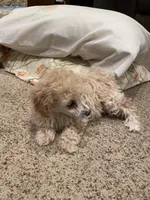 AKC Lisa, a female Poodle - Toy  for sale in Mendota, IL – Photo 6 of 6