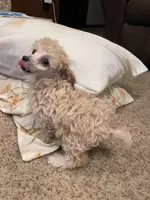 AKC Lisa, a female Poodle - Toy  for sale in Mendota, IL – Photo 2 of 6