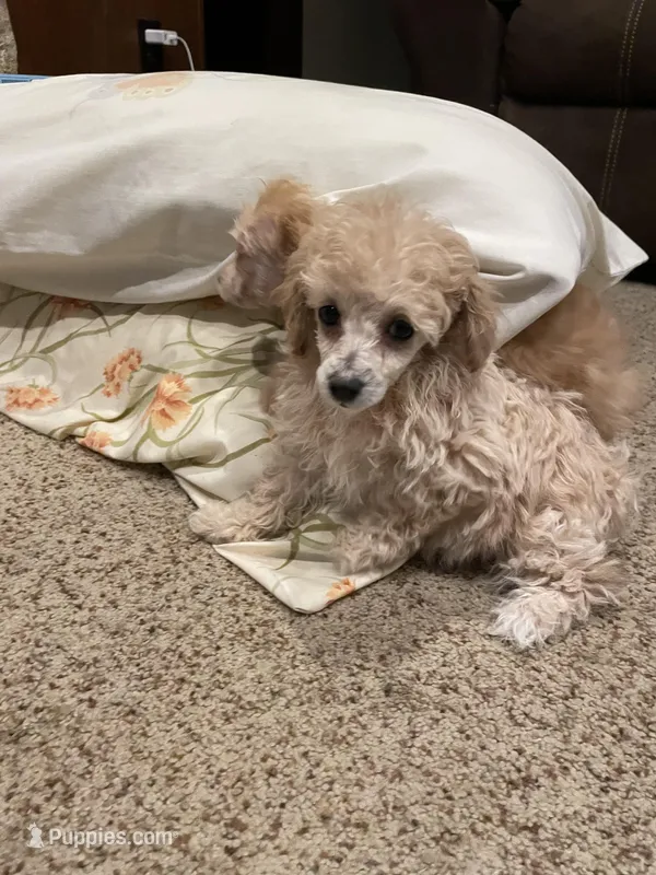 AKC Lisa – Poodle - Toy  puppy for sale in Mendota, IL