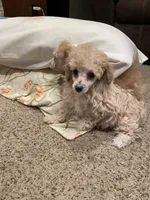 AKC Lisa, a female Poodle - Toy  for sale in Mendota, IL – Photo 1 of 6