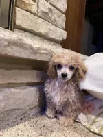 AKC Monty, a male Poodle - Toy  for sale in Mendota, IL – Photo 1 of 2