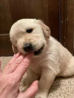 Dot Girl, a female Golden Retriever for sale in Mendota, IL – Photo 2 of 4