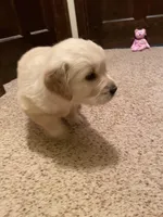 Dot Girl, a female Golden Retriever for sale in Mendota, IL – Photo 3 of 4