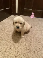 Dot Girl, a female Golden Retriever for sale in Mendota, IL – Photo 4 of 4