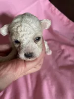 AKC Leah, a female Poodle - Toy  for sale in Mendota, IL – 4 of 7