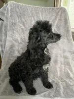 OLB, a female Poodle - Toy  for sale in Mendota, IL – 3 of 3