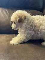 Evie Mae, a female Poodle - Toy  for sale in Mendota, IL – 2 of 6