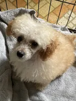 Finney, a male Poodle - Toy  for sale in Mendota, IL – 2 of 3