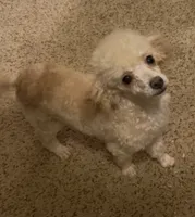 AKC Lester, a male Poodle - Toy  for sale in Mendota, IL – 6 of 6