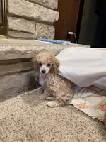 Roger That, a male Poodle - Toy  for sale in Mendota, IL – Photo 5 of 5