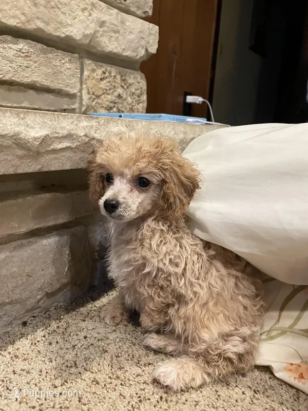 Roger That – Poodle - Toy  puppy for sale in Mendota, IL