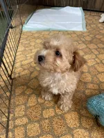 Reed, a male Poodle - Toy  for sale in Mendota, IL – 3 of 4