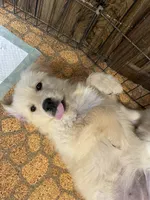 Lacey, a female Golden Retriever for sale in Mendota, IL – 3 of 6