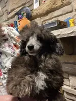 Bear, a male Poodle - Miniature  for sale in Mendota, IL – 1 of 7