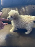 Evie Mae, a female Poodle - Toy  for sale in Mendota, IL – 4 of 6