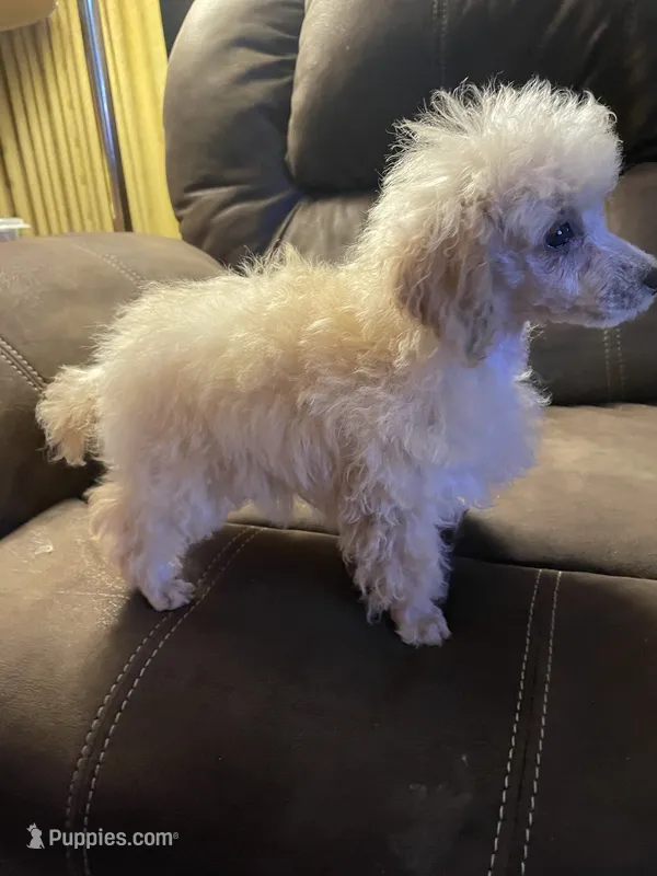 AKC Roy – Poodle - Toy  puppy for sale in Mendota, IL