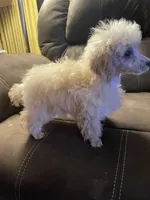 Roy Toy, a male Poodle - Toy  for sale in Mendota, IL – 2 of 4