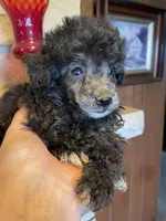 Blue, a male Poodle - Toy  for sale in Mendota, IL – 3 of 3