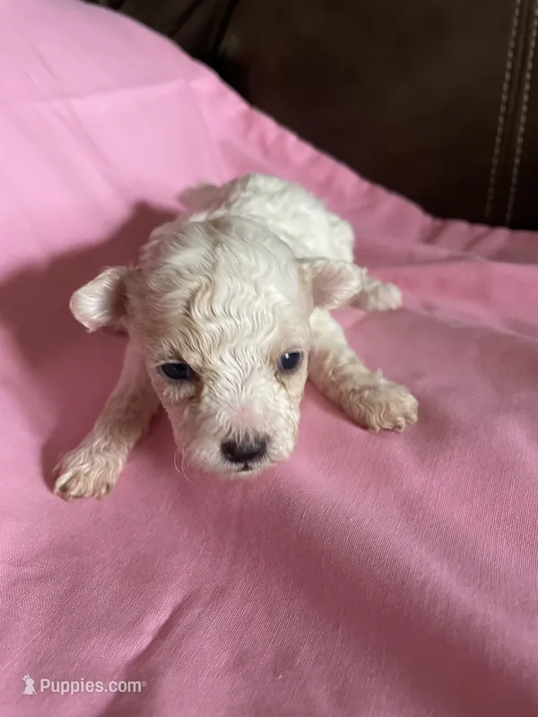 AKC Leah – Poodle - Toy  puppy for sale in Mendota, IL