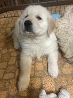 Finney, a male Golden Retriever for sale in Mendota, IL – 3 of 3