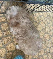 Reed, a male Poodle - Toy  for sale in Mendota, IL – 4 of 4