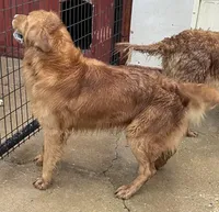 Studmuffin, a male Golden Retriever for sale in Mendota, IL – Photo 2 of 3