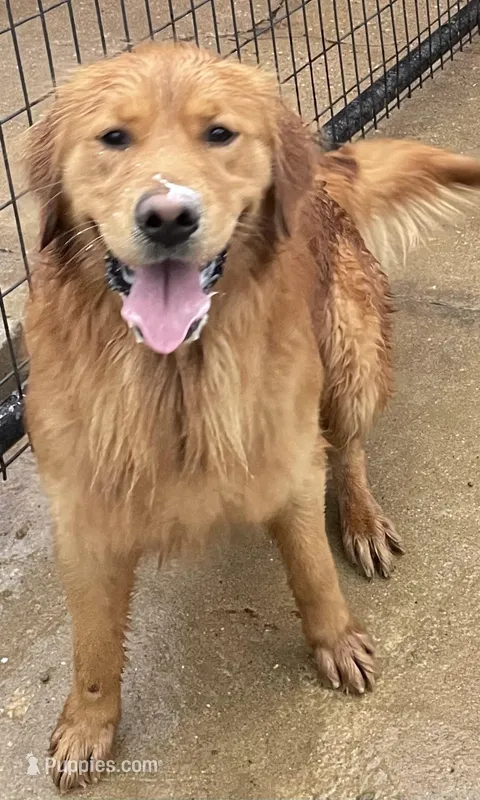 Studmuffin – Golden Retriever puppy for sale in Mendota, IL