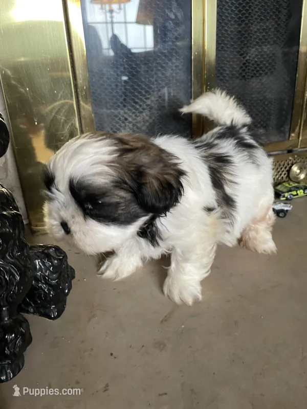 Wilbur – Shih Tzu puppy for sale in Mendota, IL