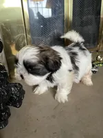Wilbur, a male Shih Tzu for sale in Mendota, IL – 1 of 6