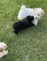Bentley, a male Poodle - Toy  for sale in Mendota, IL – 3 of 4