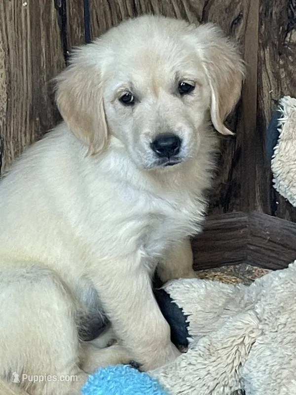 Peach – Golden Retriever puppy for sale in Mendota, IL