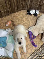 Pherb, a male Golden Retriever for sale in Mendota, IL – 4 of 4
