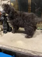 Bear, a male Poodle - Miniature  for sale in Mendota, IL – 2 of 7