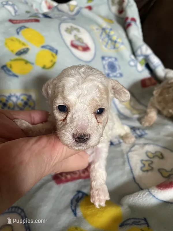 AKC Lester – Poodle - Toy  puppy for sale in Mendota, IL