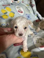 AKC Lester, a male Poodle - Toy  for sale in Mendota, IL – 1 of 6
