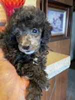 Blue, a male Poodle - Toy  for sale in Mendota, IL – 2 of 3