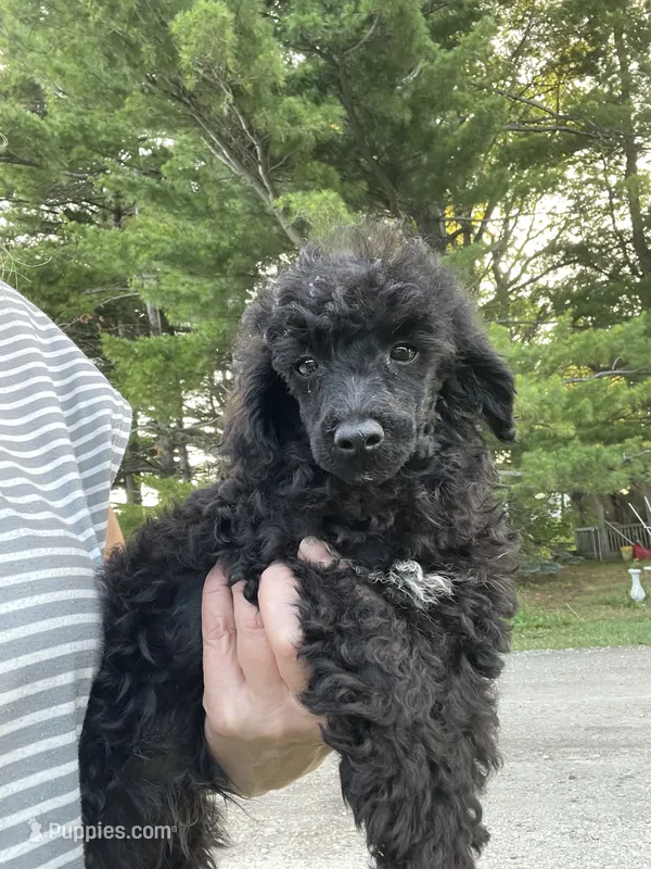 Webster – Poodle - Toy  puppy for sale in Mendota, IL