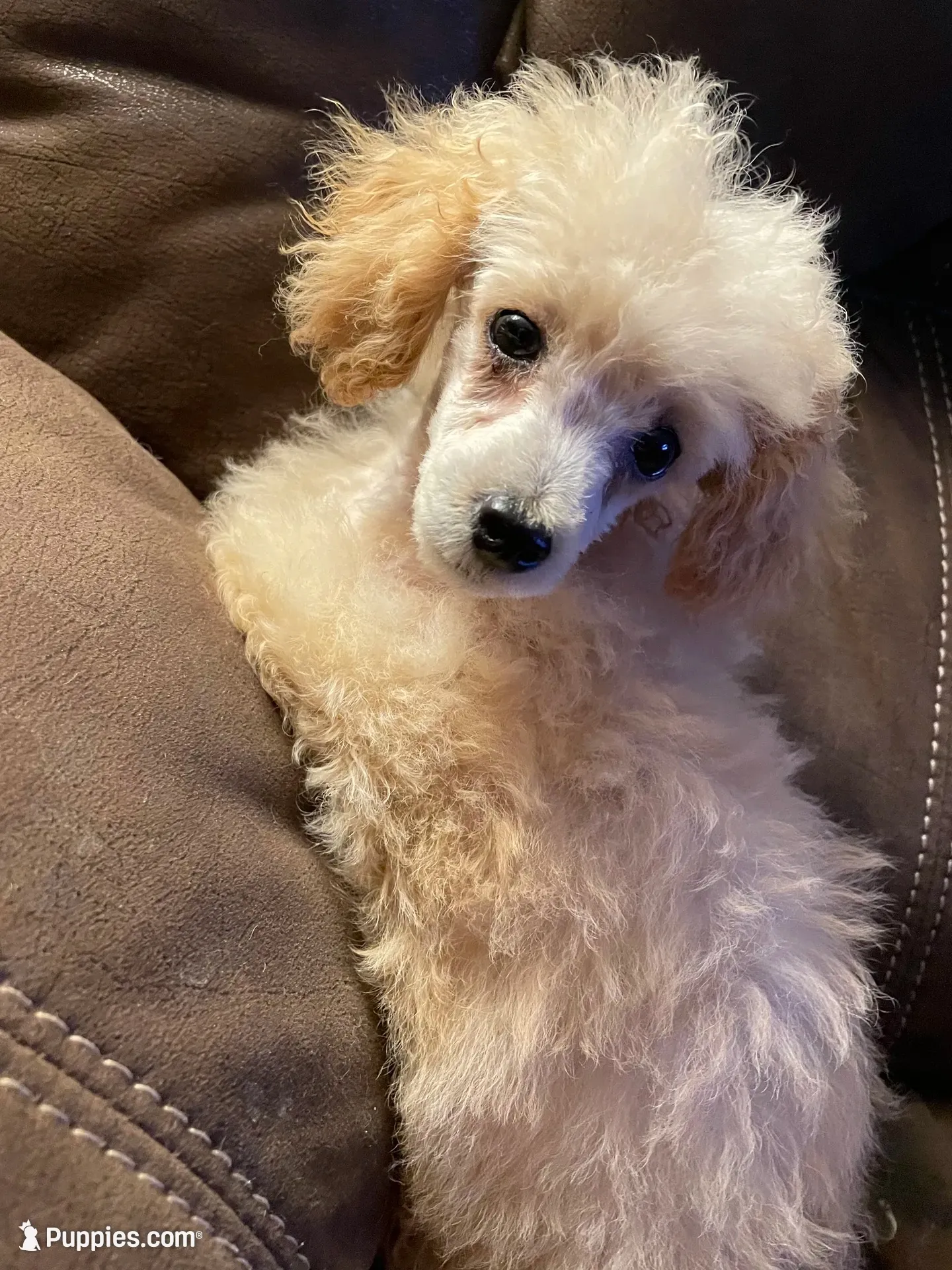 Roy Toy, a male Poodle - Toy  for sale in Mendota, IL – 1 of 4