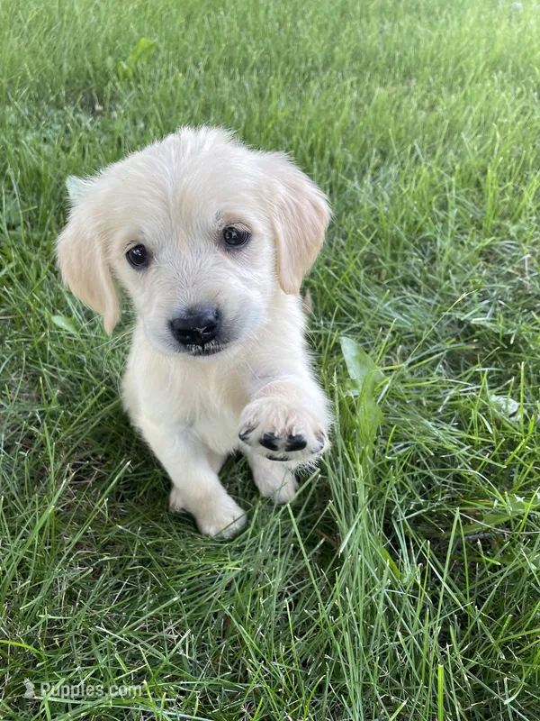 Peach – Golden Retriever puppy for sale in Mendota, IL