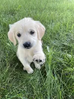 Peach, a female Golden Retriever for sale in Mendota, IL – 1 of 3