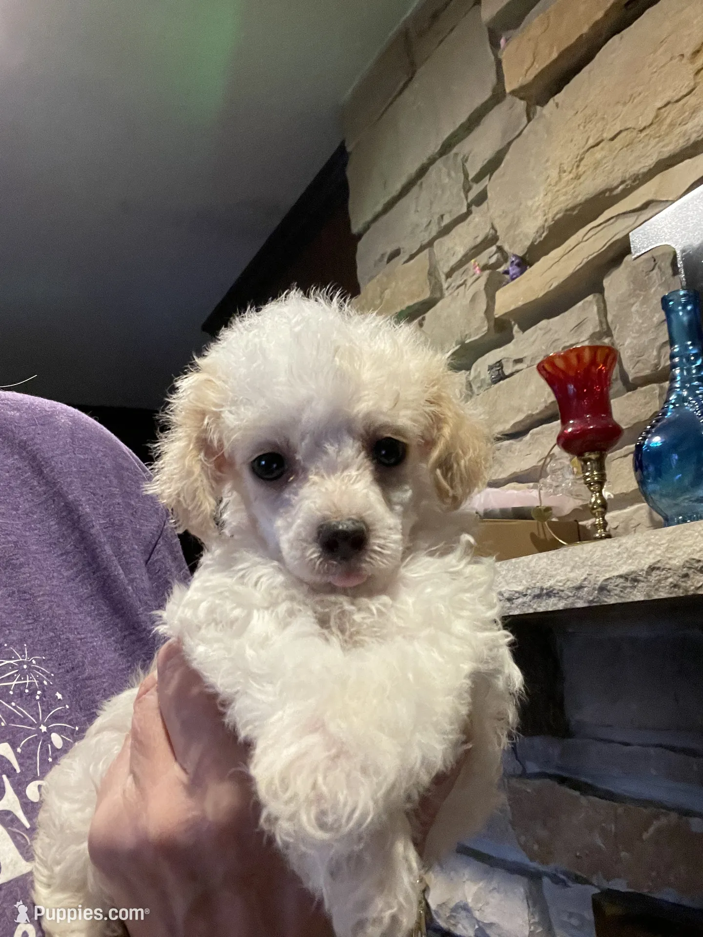 Parti boy – Poodle - Toy Puppy for Sale in Mendota, IL | Puppies.com