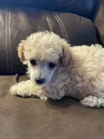Evie Mae, a female Poodle - Toy  for sale in Mendota, IL – 3 of 6