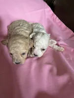 AKC Leah, a female Poodle - Toy  for sale in Mendota, IL – 5 of 7