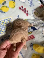 AKC Leo, a male Poodle - Toy  for sale in Mendota, IL – 2 of 5