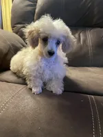 Roy Toy, a male Poodle - Toy  for sale in Mendota, IL – 3 of 4